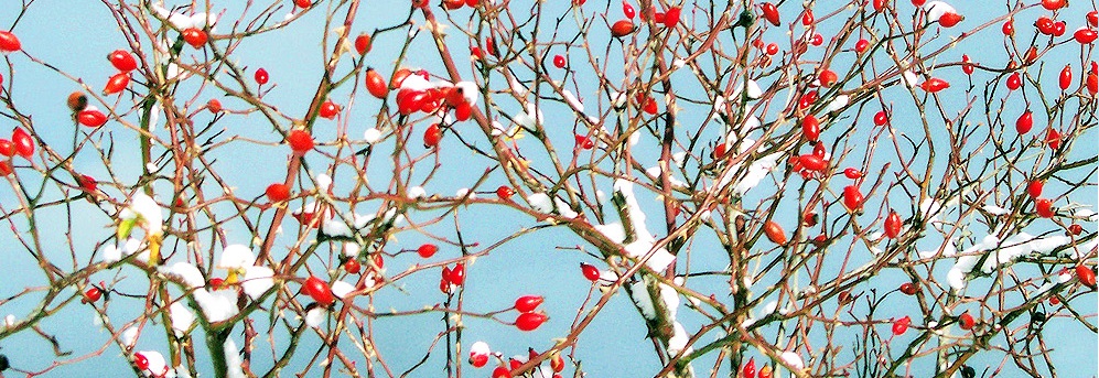 Bandos y plenos del ayuntamiento de El Rasillo de Cameros, en La Rioja