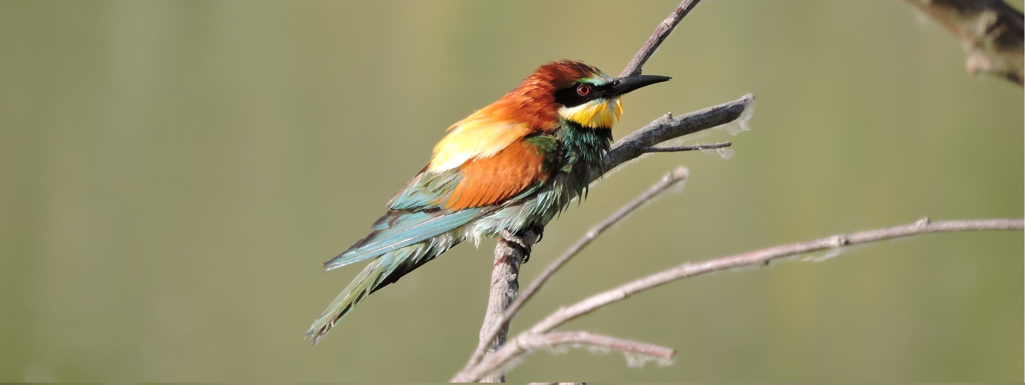 Servicios en El Rasillo de Cameros, La Rioja