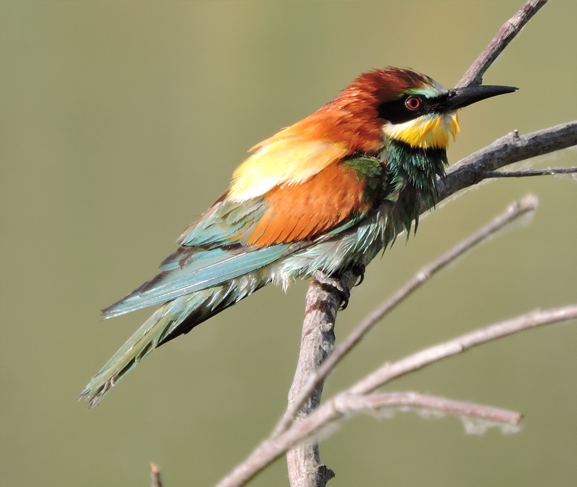 Servicios en El Rasillo de Cameros, La Rioja