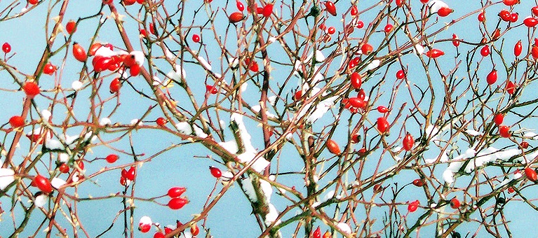 Bandos y plenos del ayuntamiento de El Rasillo de Cameros, en La Rioja