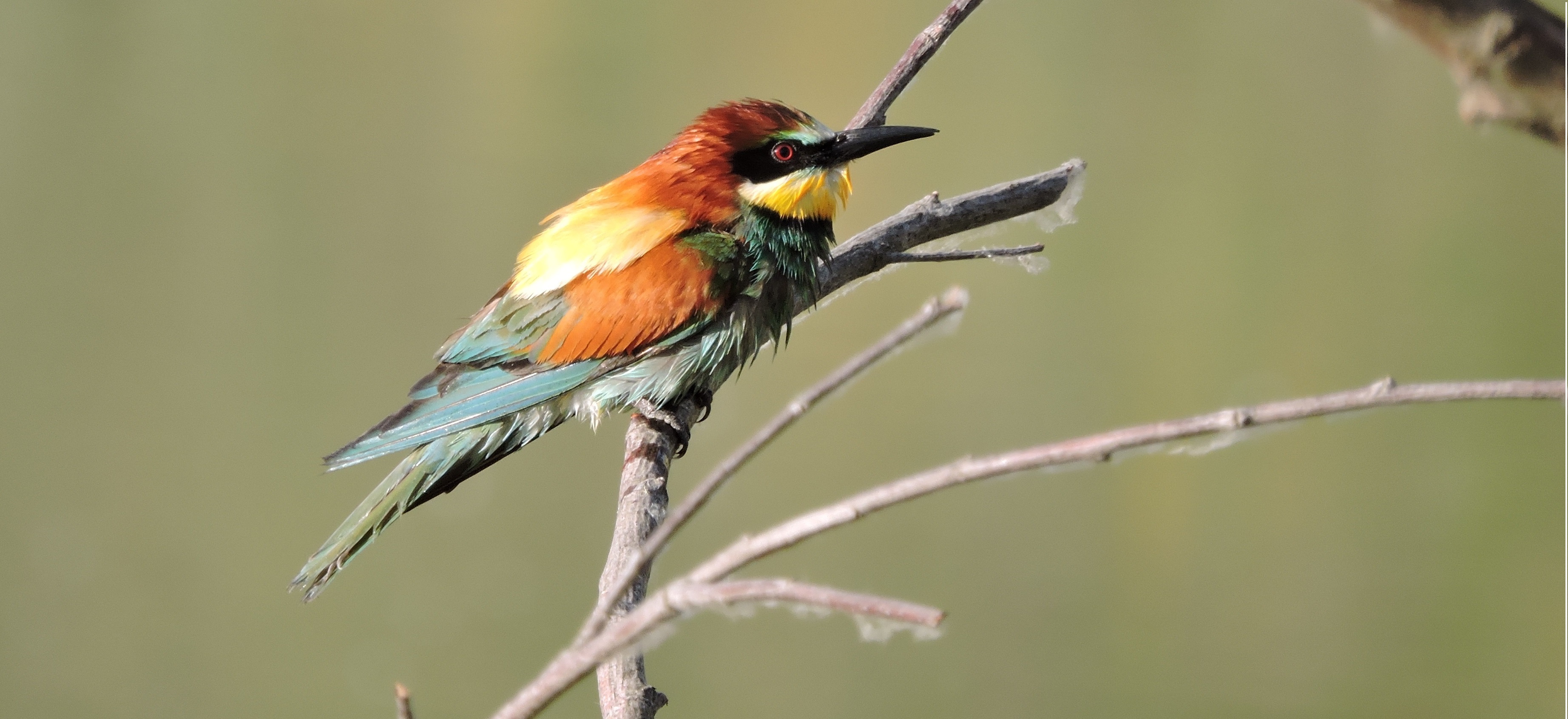 Servicios en El Rasillo de Cameros, La Rioja